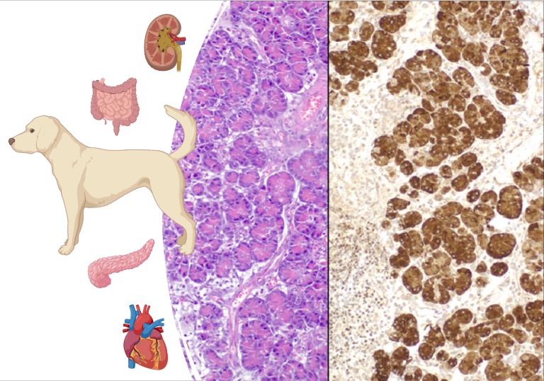 KI produced Image dog, organs and a microscope section