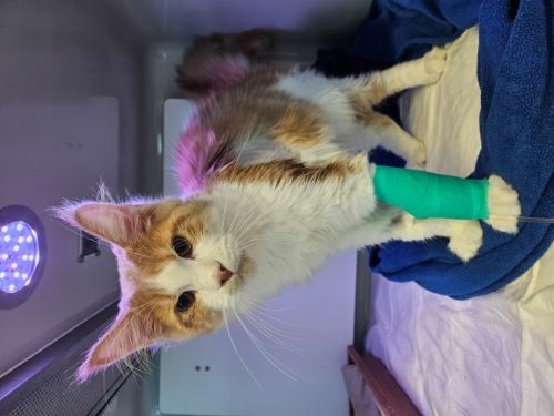 red and white tabby cat with a bandage on its left leg